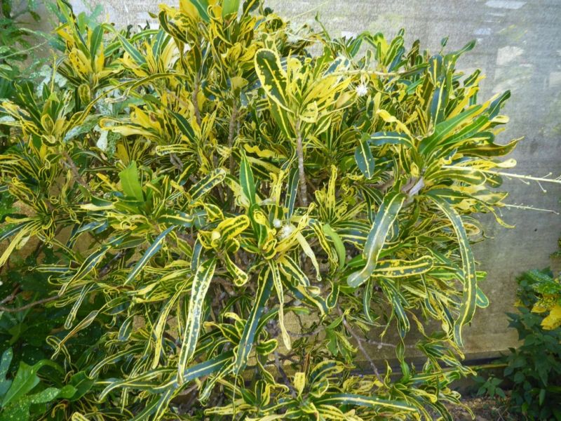 Datei:VCodiaeum variegatum (1).JPG
