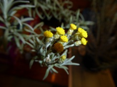 VHelichrysum italicum.JPG