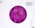 Calystegia sepium (3).jpg