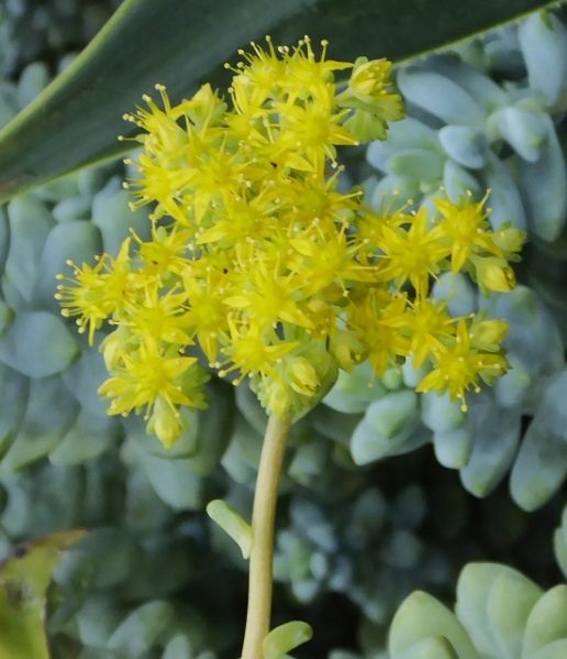 Datei:VSedum spathulifolium.JPG