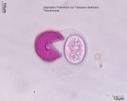 Taxodium distichum