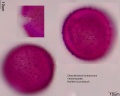 Clerodendrum trichomotum (2).jpg