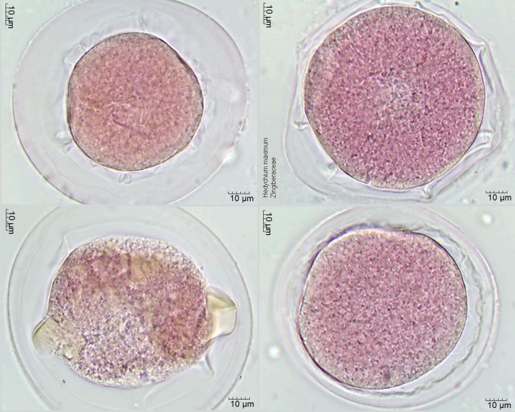 Datei:Hedychium maximum (1).jpg