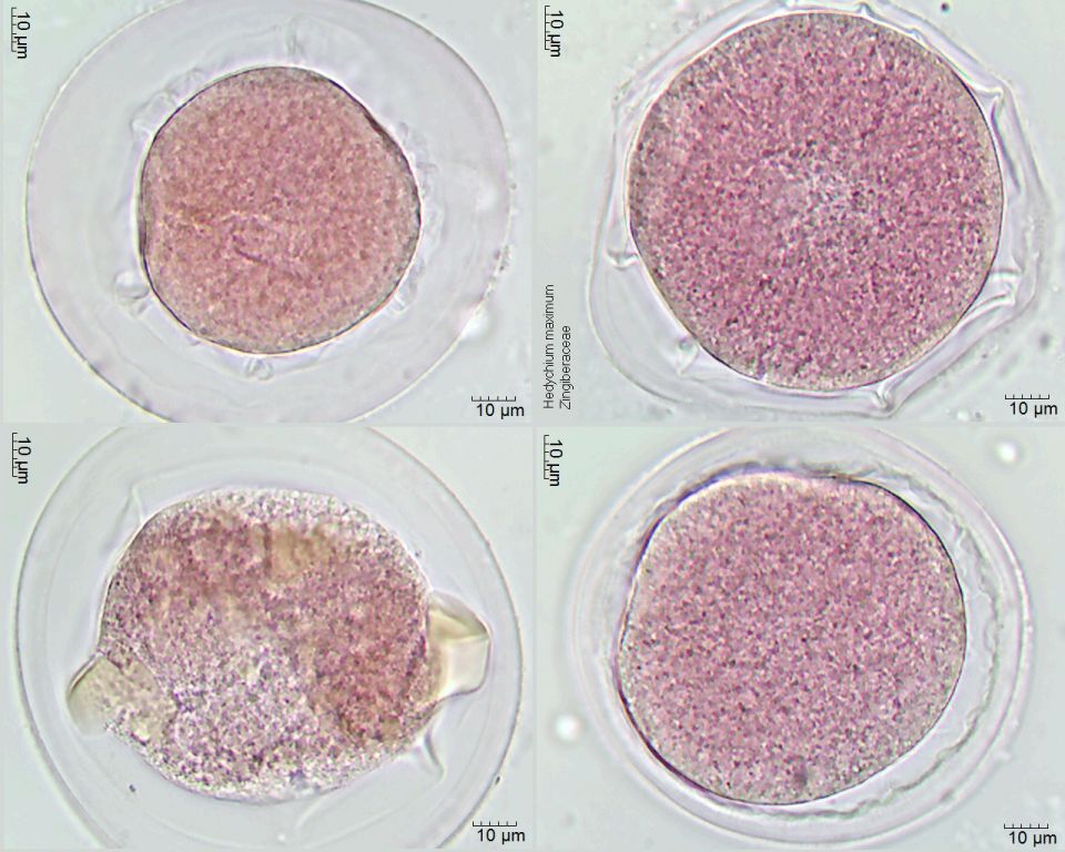 Pollen von Hedychium maximum