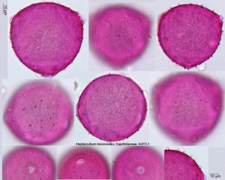 Datei:Heptacodium miconioides 09-011-1.jpg