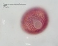 Pelargonium zonale hybridus (4).jpg