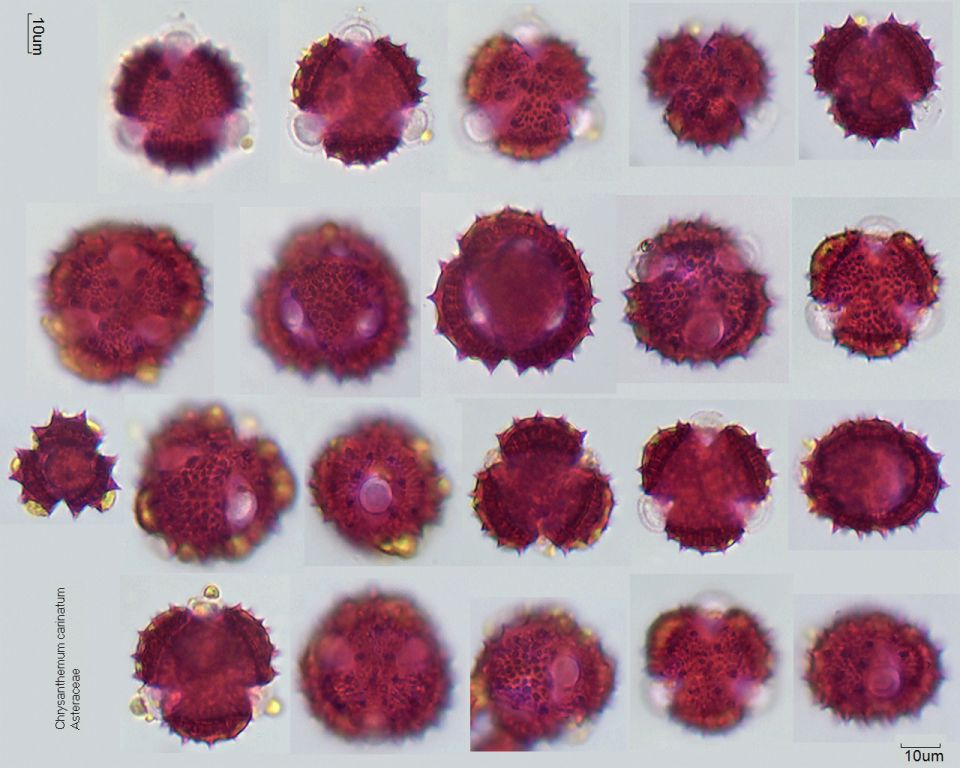Pollen von Chrysanthemum carinatum, 23-056]]