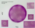Calystegia sepium (1).jpg