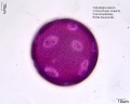 Calystegia sepium (4).jpg