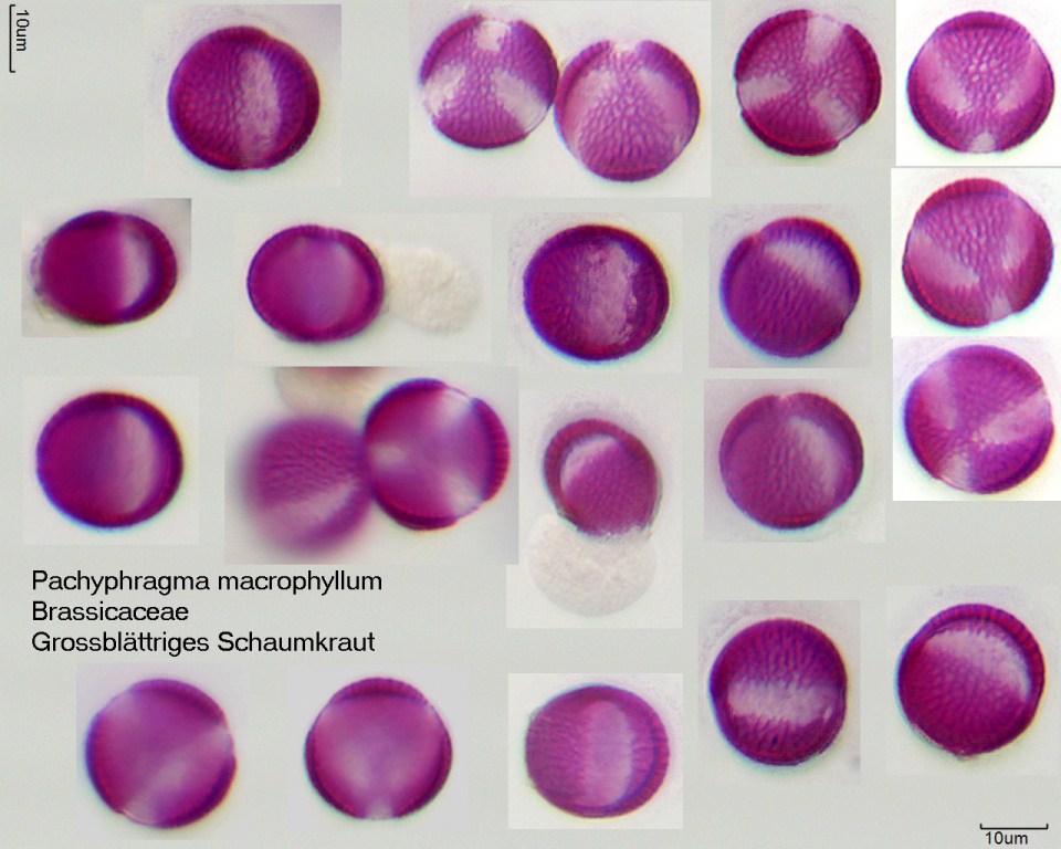 Pollen von Pachyphragma macrophyllum