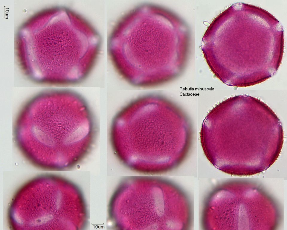 Pollen von Rebutia minuscula