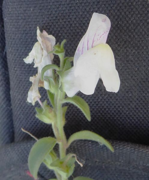 Datei:VAntirrhinum molle.JPG