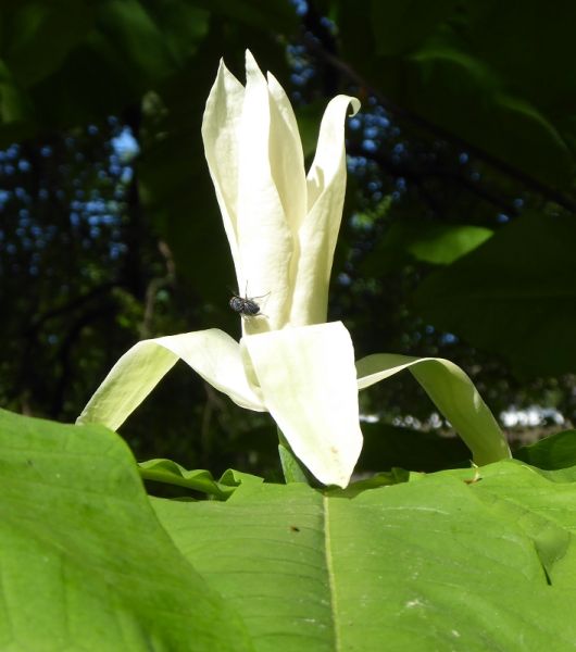 Datei:VMagnolia tripetala.JPG