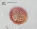Pelargonium zonale hybridus (3).jpg