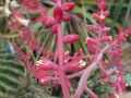 Hechtia rosea