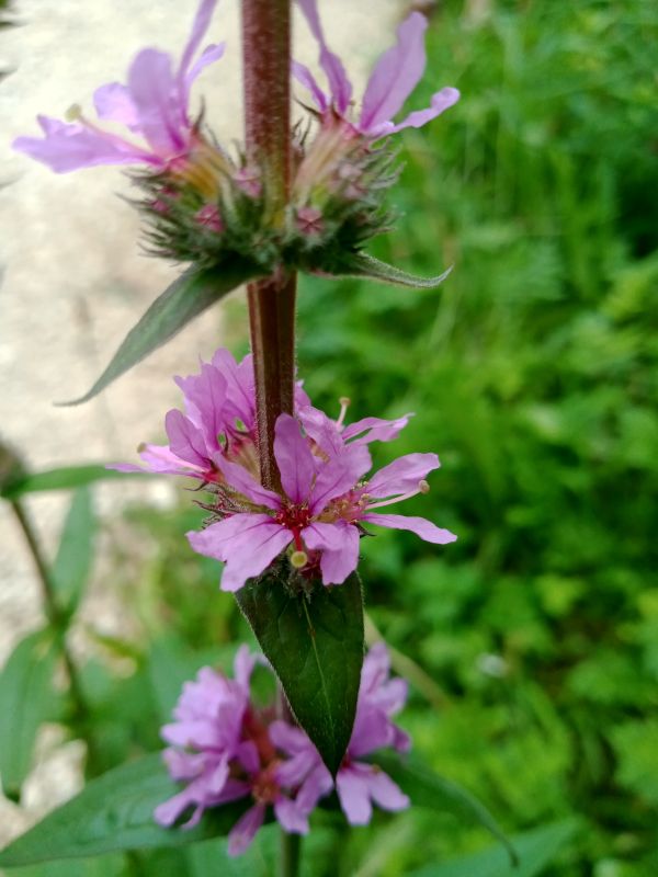 VLythrum salicaria 1.jpg