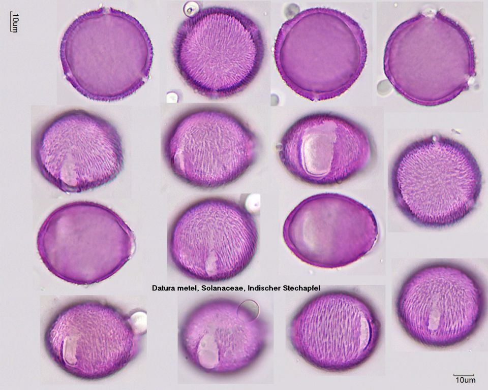 Pollen von Datura metel