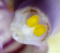 Pollinarium von Vanda lamellata.JPG