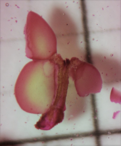 Datei:Epidendrum coriifolium-Pollinar.jpg