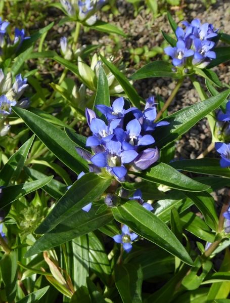 Datei:VGentiana cruciata.JPG
