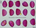 Allium subvillosum.jpg