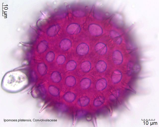 Pollen von Ipomoea platensis