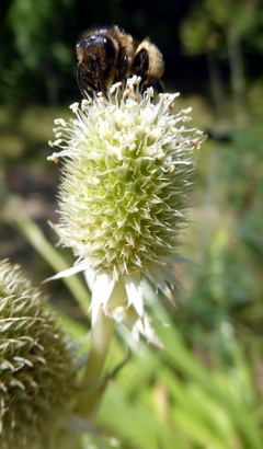 VEryngium bromeliifolium.JPG