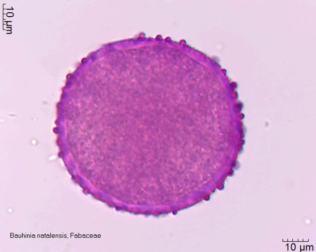 Pollen von Bauhinia natalensis in Fuchsin-Glyceringelatine, 25-006