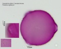 Caesalpinia gilliesii (2).jpg