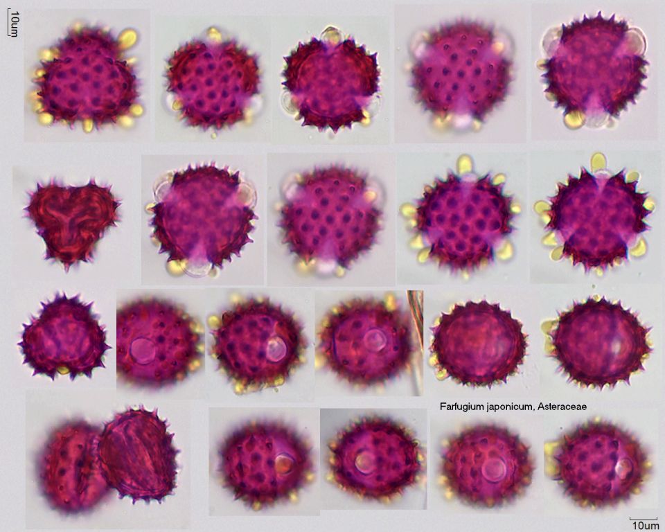 Pollen von Farfugium japonicum
