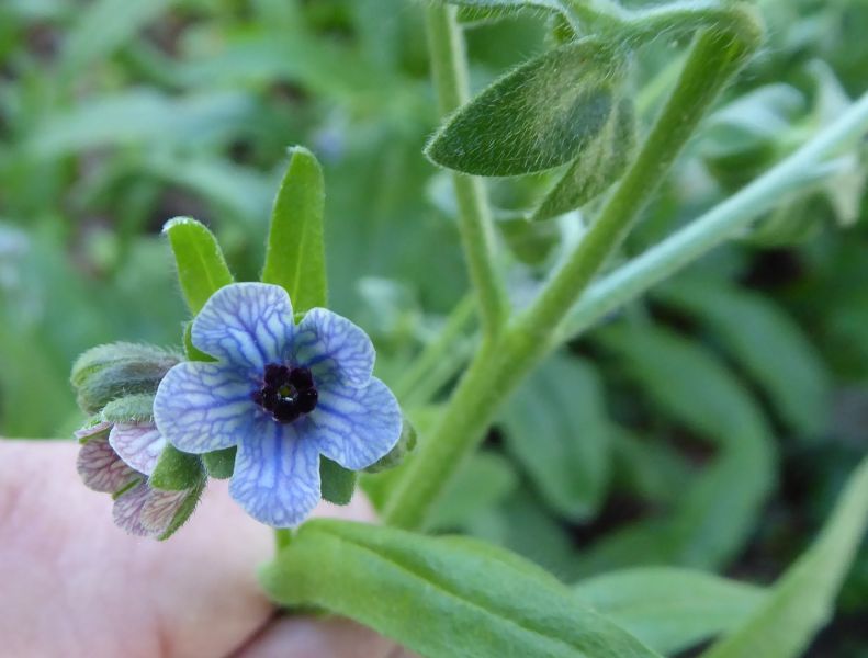 Datei:VCynoglossum creticum.JPG