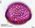 Hymenocallis rotata (4).jpg