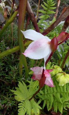 VHeliamphora minor x heterodaxa.JPG