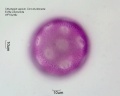 Calystegia sepium (2).jpg