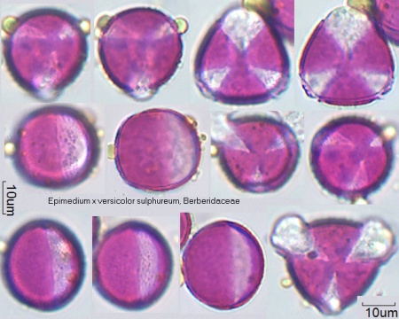 Pollen von Epimedium x versicolor