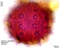 Hibiscus sabdariffa (2).jpg