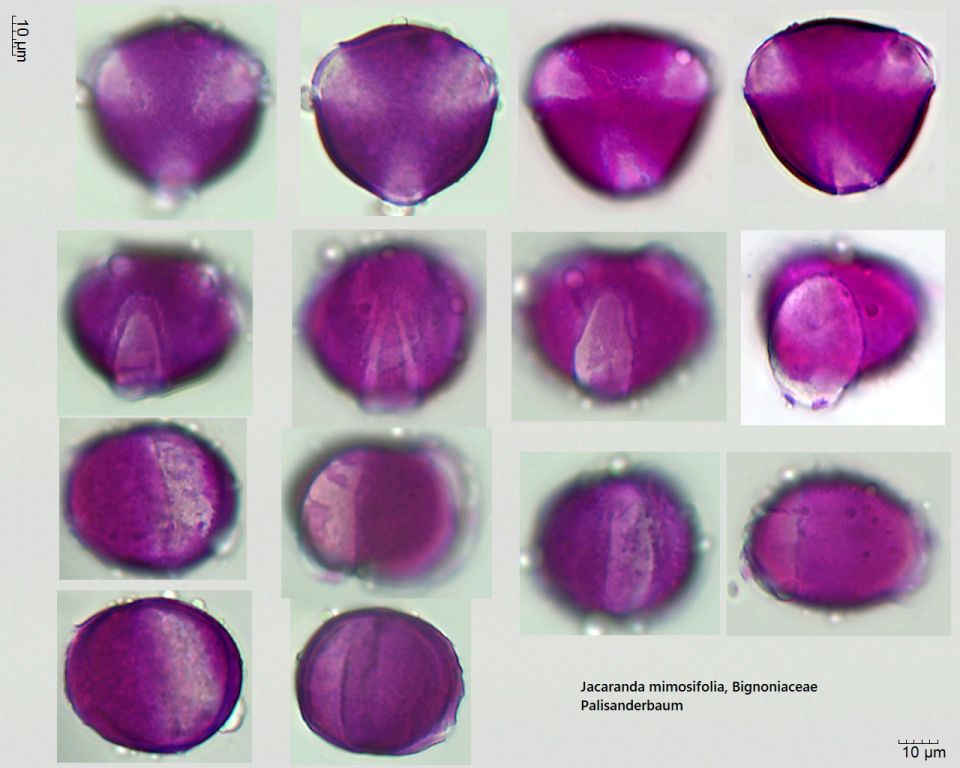 Pollen von Jacaranda mimosifolia