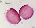 Dichelostemma pulchellum (2).jpg