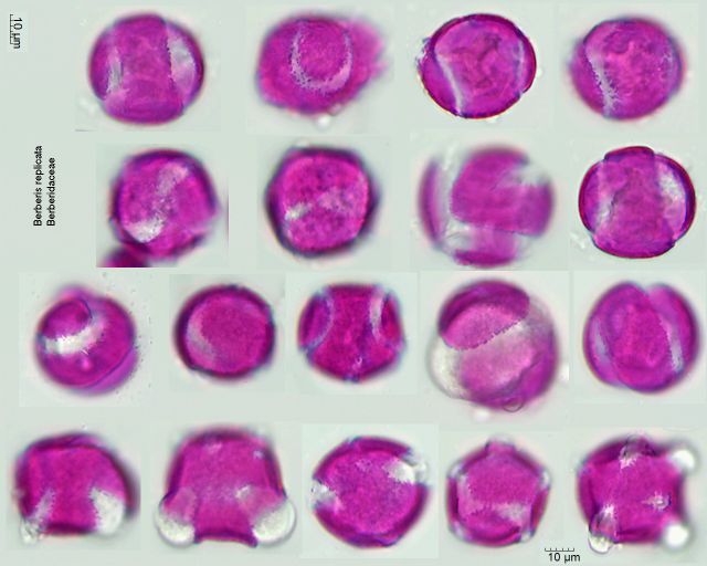 Pollen von Berberis replicata
