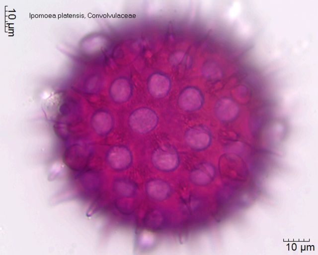 Pollen von Ipomoea platensis