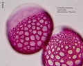 Polianthes tuberosa (2).jpg