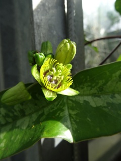 VPassiflora coriacea.JPG