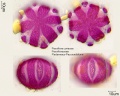 Passiflora coriacea (3).jpg