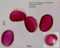 Scadoxus membranaceus.jpg