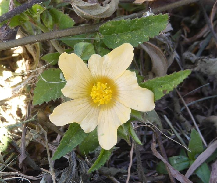 Datei:VSida ulmifolia.JPG