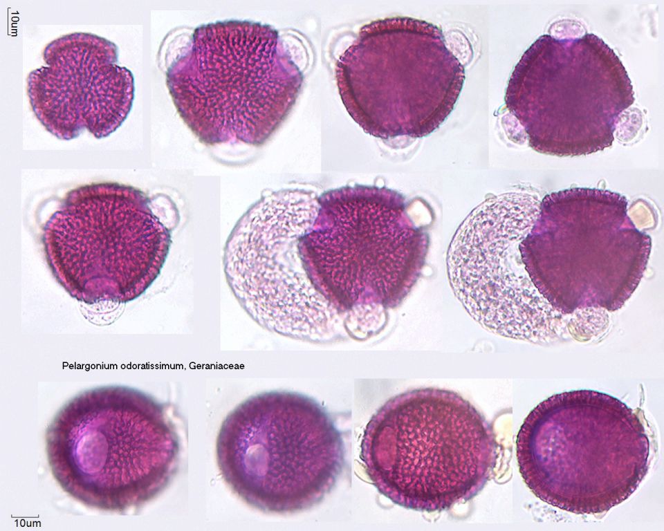 Pollen von Pelargonium odoratissimum
