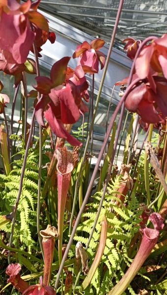 Datei:VSarracenia purpurea ssp venosa1.JPG