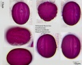 Schaueria flavicoma (1).jpg