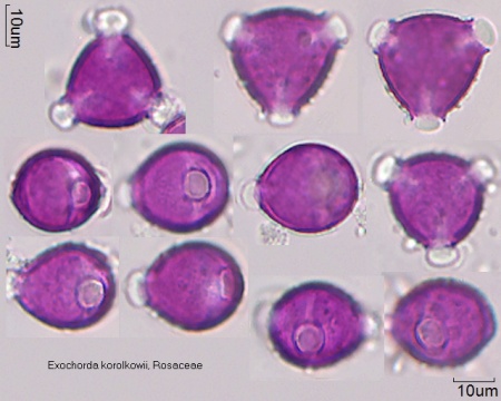 Pollen von Exochorda korolkowii