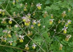 VThalictrum fendleri.JPG